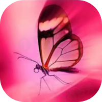 InPixio Photo Focus Pro ｜一键虚化，主角自带光环｜模糊照片清晰处理工具下载